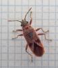 Arocatus sp.